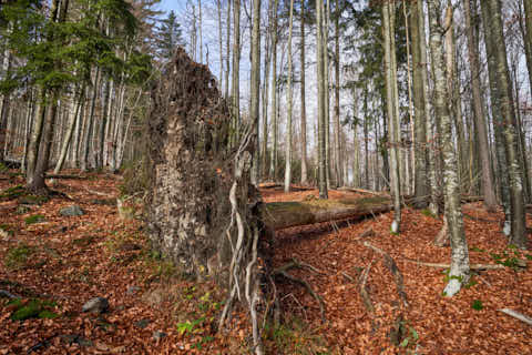 Gemeinde Sankt_Oswald-Riedlhütte Landkreis Freyung-Grafenau Großer Rachel Wurzelteller Wanderweg (Dirschl Johann) Deutschland FRG